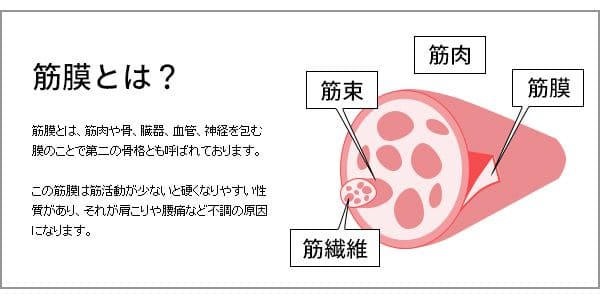 ヨガポールクッションヨガ初心者ソフト柔らかい肩こり腰痛ポール短い背中ストレッチ猫背筋膜ストレッチボルスターカバーショート筋膜リリーススリムウレタン姿勢骨盤ローラー筋膜ローラー