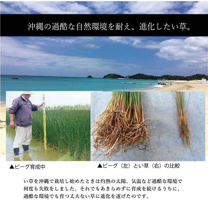 い草ラグラグいぐさ2畳マット国産滑り止め裏貼りい草カーペット夏用い草カーペットクッション日本製おしゃれ抗菌防臭夏正方形ビーグラグマットカバー拭けるペットオールシーズン通年涼しい