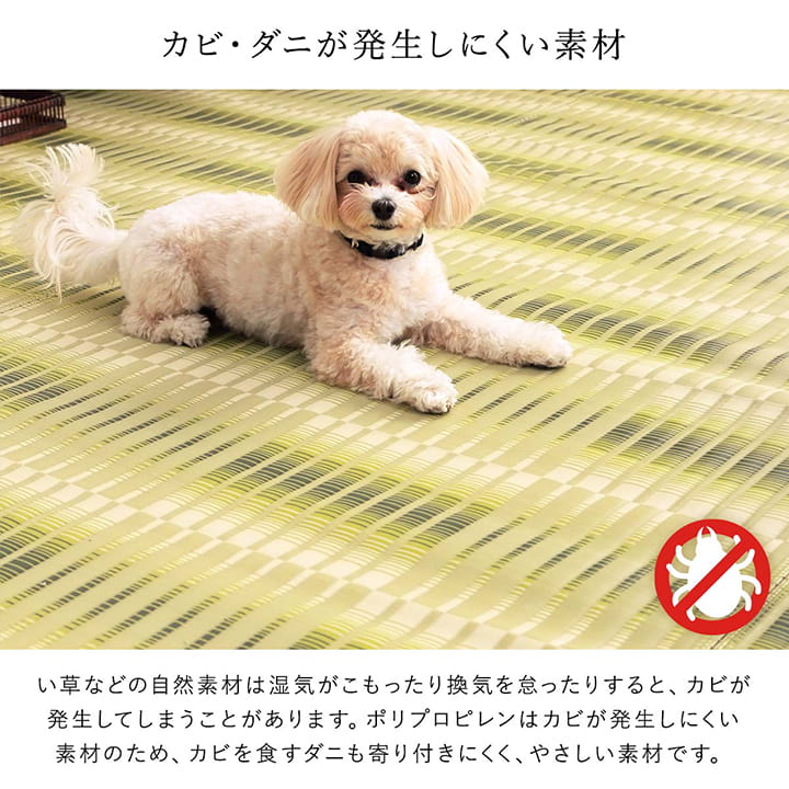洗えるござ日本製国産カーペット丈夫除菌スプレー対応敷詰ラグ敷物アウトドアレジャーペット本間2畳約191×191cm