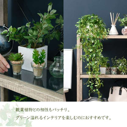 ラック棚木製収納スリム幅60観葉植物プランターガラス3段奥行30ロータイプ薄型ディスプレイ低めシェルフガーデニングおしゃれウッドコンパクトa4書類玄関本棚リビング壁面丈夫小型