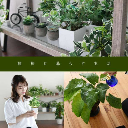グリーンインテリアデスク幅90ガラス古材古木インテリア奥行45グリーン観葉植物シャビー植物棚ラックおしゃれ木製机pcリビング
