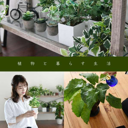 グリーンインテリアスタンドミラー姿見ガラスインテリアグリーン観葉植物シャビー多肉植物棚ラックおしゃれシンプル一人暮らし木製古材